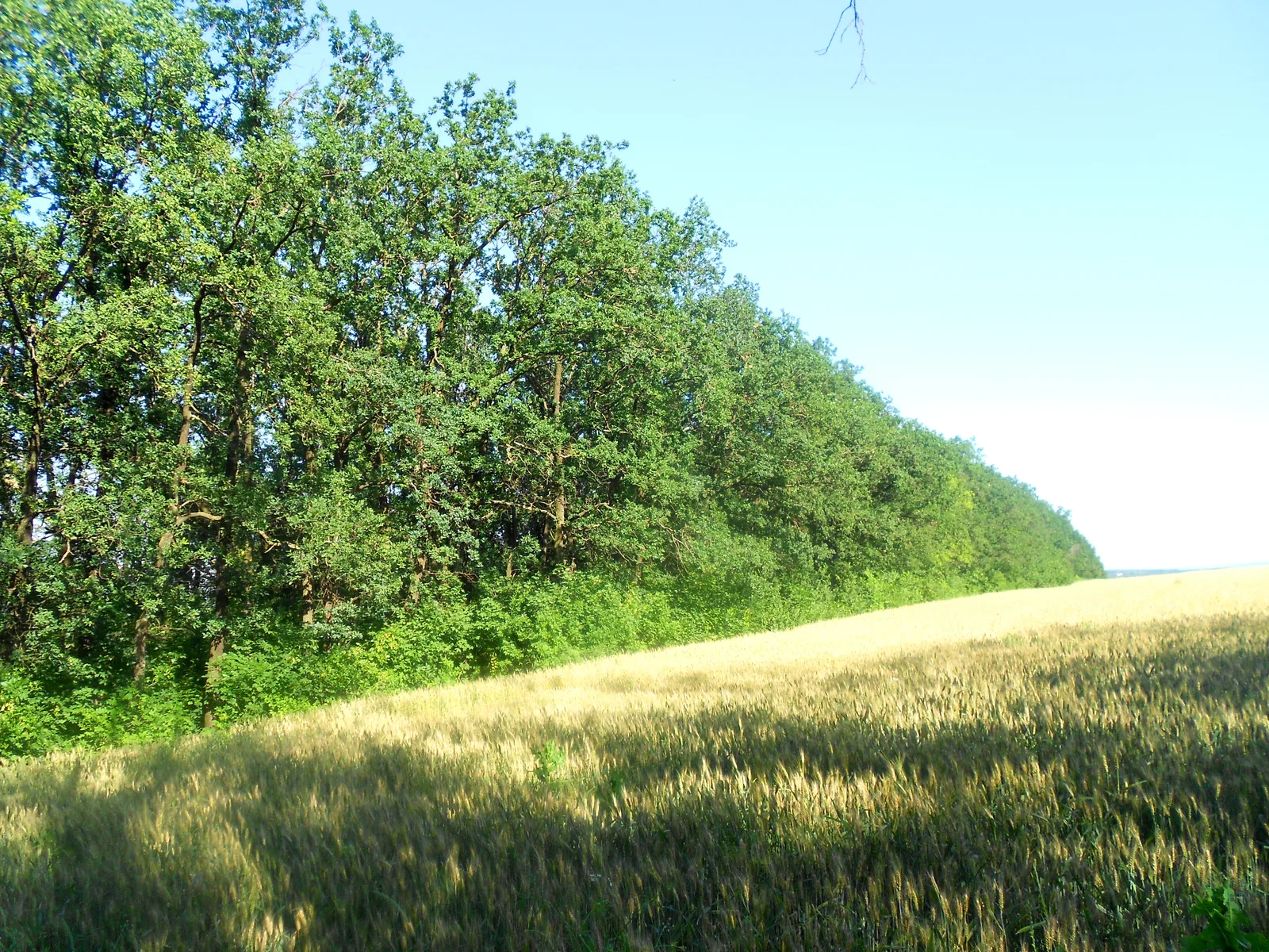 Perdele forestiere care protejează culturile agricole de fenomene climatice extreme.