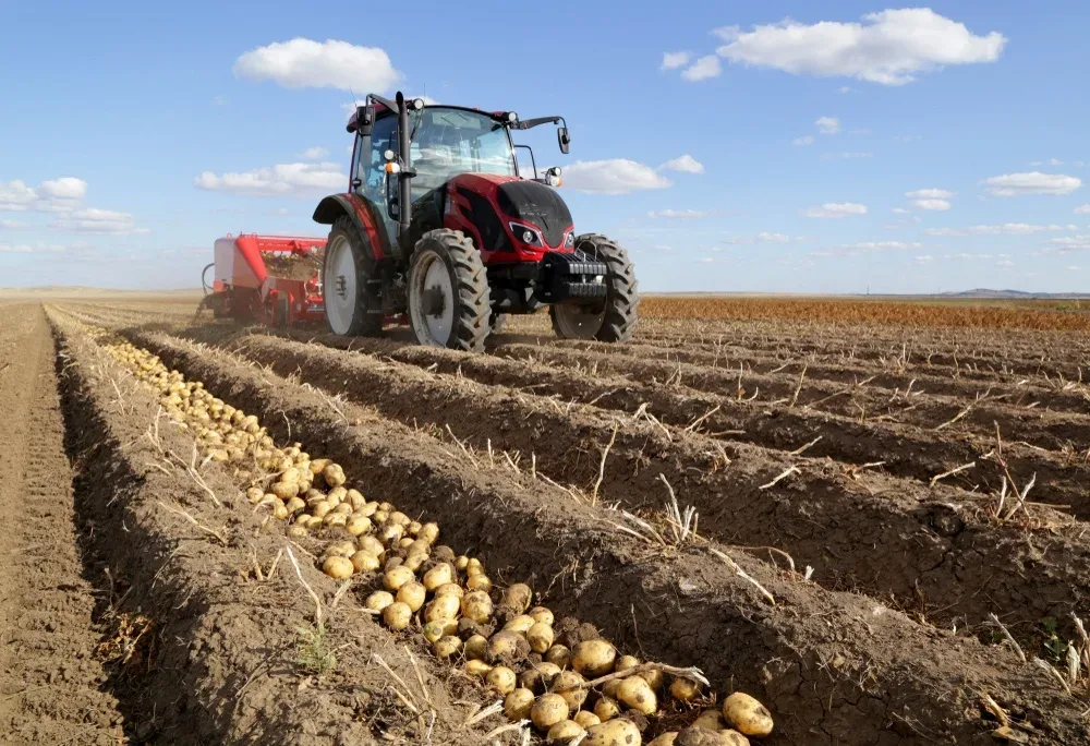 Tractor pe câmp, recolta de cartofi în Harghita, peisaj agricol vast.