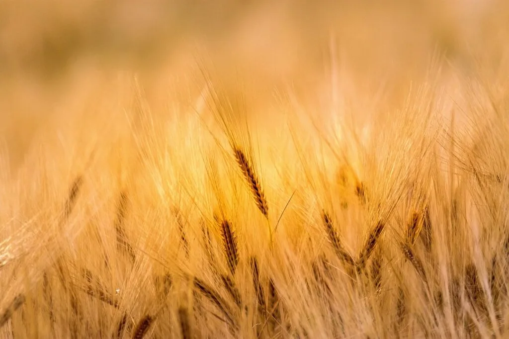 Câmp de grâu aurit sub razele soarelui, simbol al agriculturii europene.
