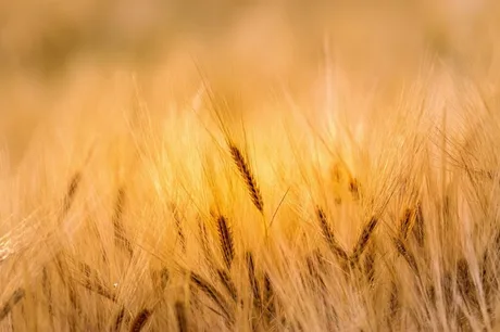 Câmp de grâu aurit sub razele soarelui, simbol al agriculturii europene.