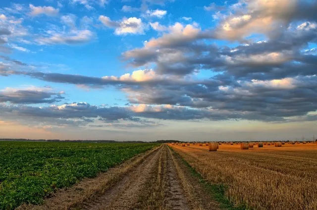 Peisaj agricol în județul Cluj, fără pagube de secetă în 2026.