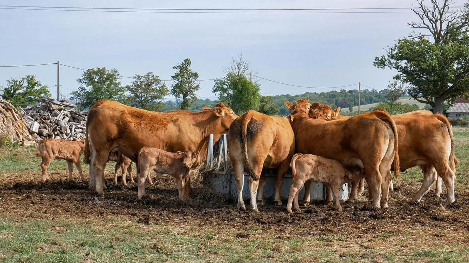 Bovine hrănindu-se într-o fermă, cu viței în jurul lor.