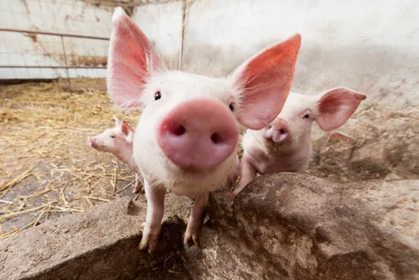 Porci într-o fermă din Buzău, afectată de pesta porcină africană.
