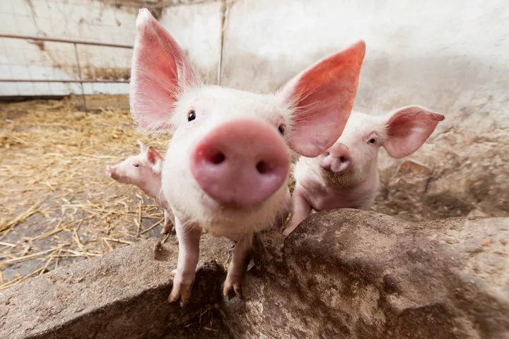 Porci într-o fermă din Buzău, afectată de pesta porcină africană.