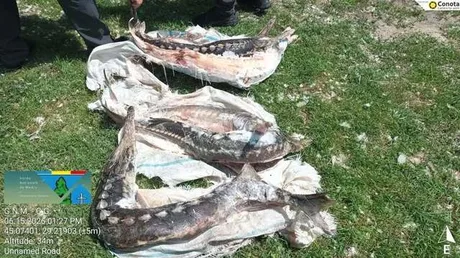Plase ilegale confiscate în Delta Dunării, cu pești capturați.