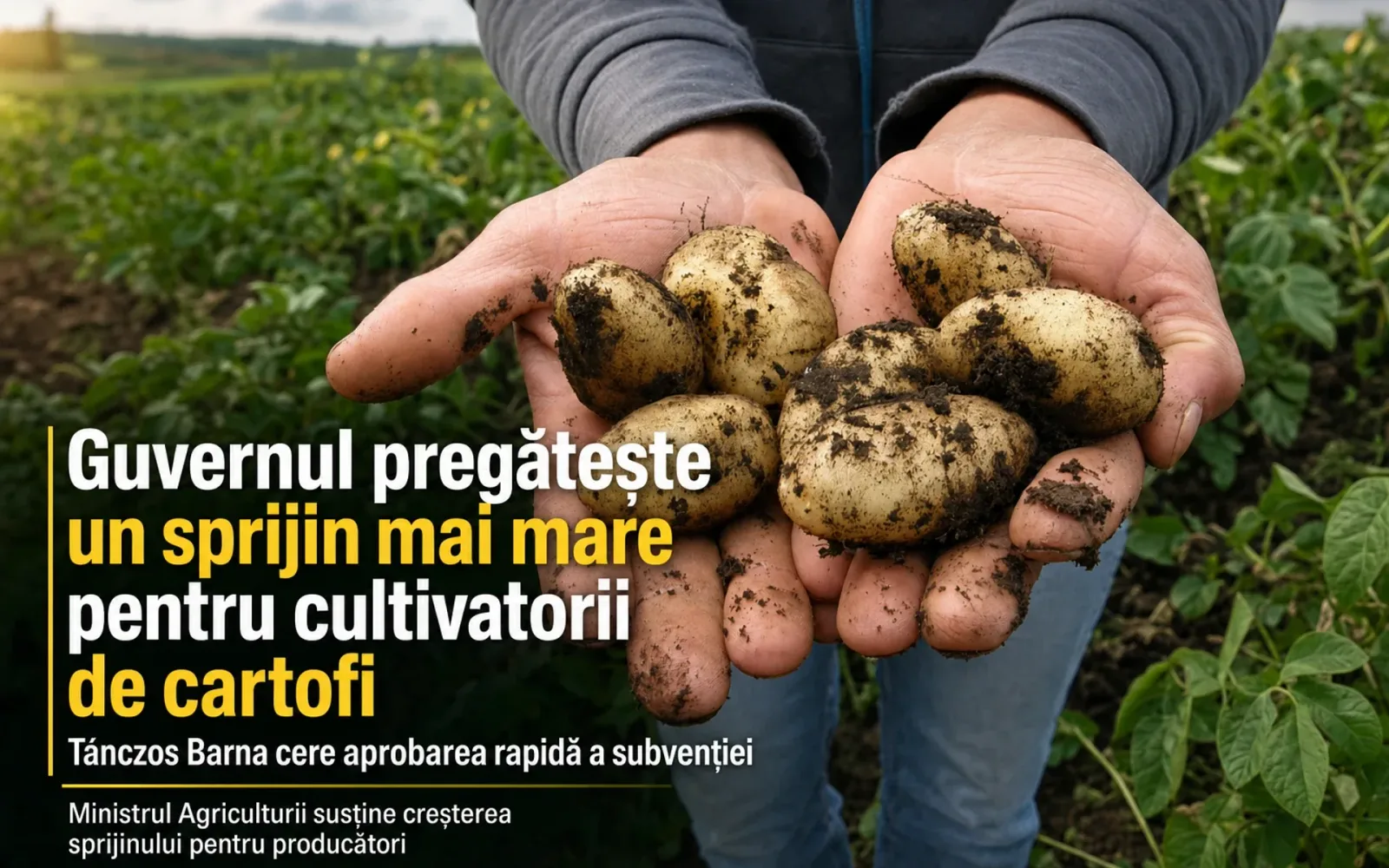 Mâini cu cartofi proaspeți, simbolizând sprijinul pentru agricultori.