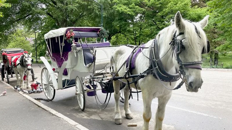Trăsuri trase de cai așteptând în Central Park, cu vegetație verde în fundal.
