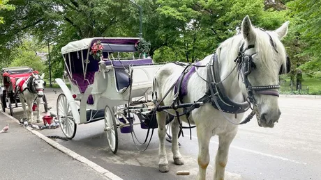 Trăsuri trase de cai așteptând în Central Park, cu vegetație verde în fundal.