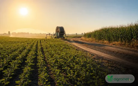 Câmp agricol în lumina dimineții, cu plante verzi și soare strălucitor.