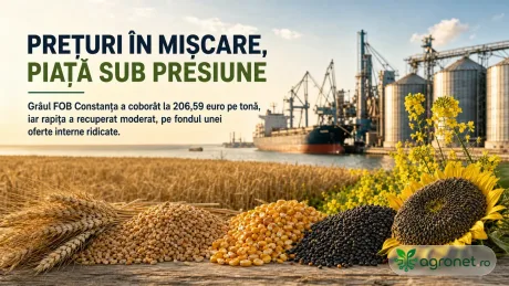 Cereale și silozuri în Portul Constanța, prețuri sub presiune.