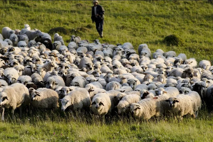Ovine pe câmp, crescute în România, în așteptarea exportului.