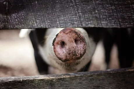 Porc privind printr-un gard, în contextul crizei pestei porcine africane.