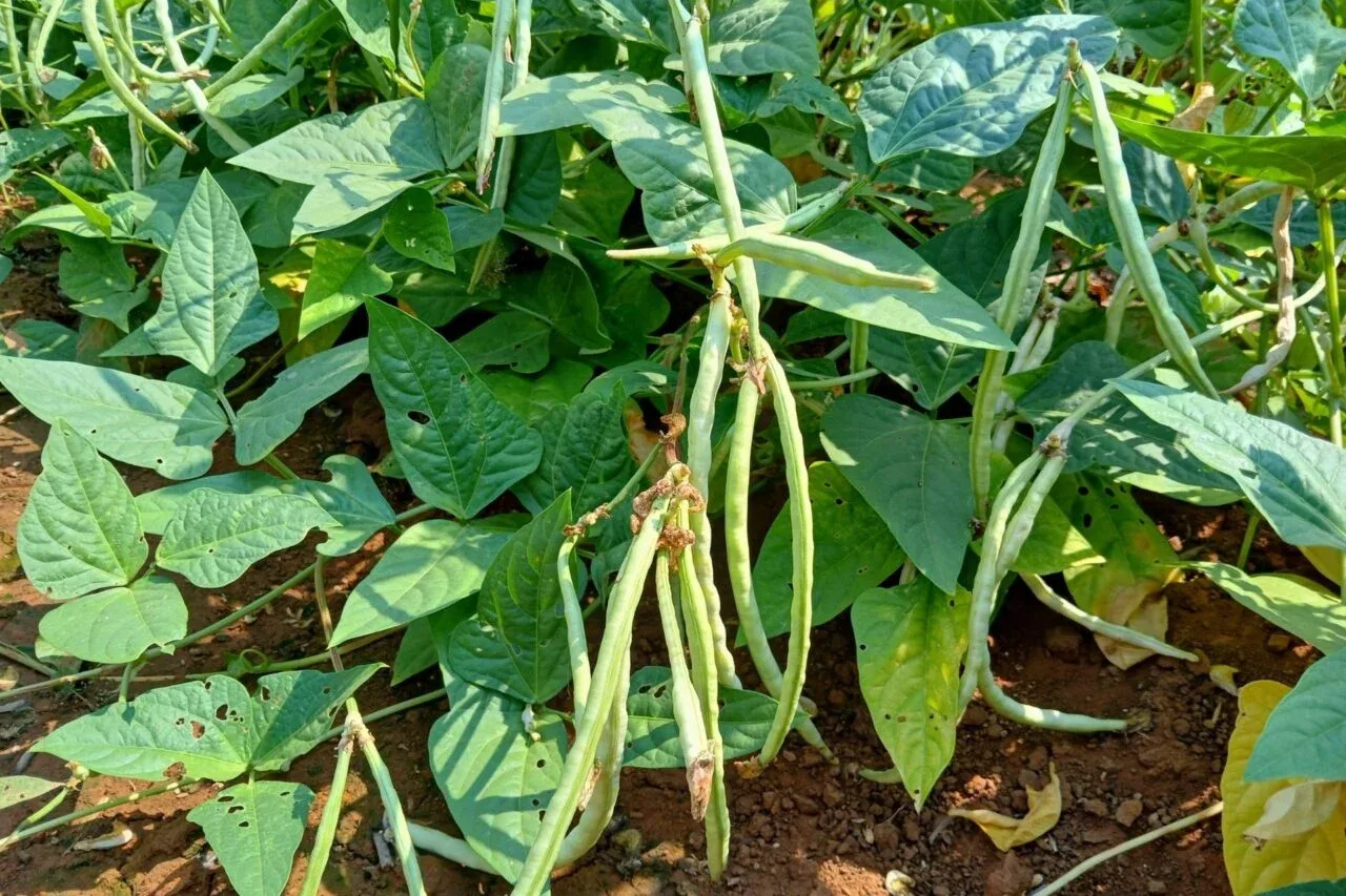 Fasolea cowpea cu frunze verzi și păstăi, în mediul natural.