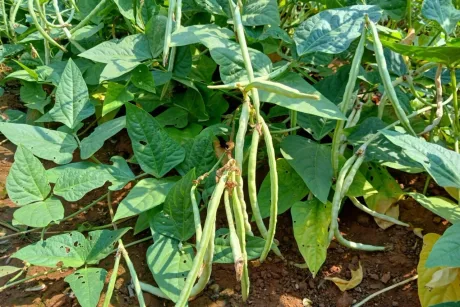 Fasolea cowpea cu frunze verzi și păstăi, în mediul natural.