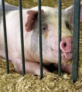 Porc într-un țarc, simbolizând reglementările recente privind transportul acestora.