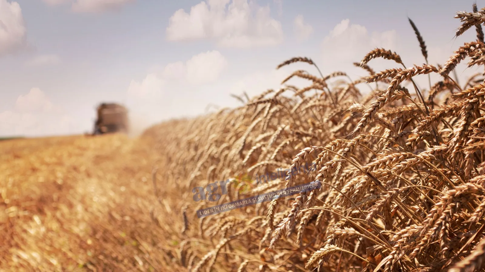 Câmp de grâu aurit sub un cer senin, simbolizând riscurile agricole.