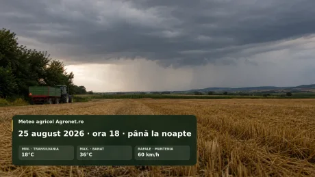 Peisaj agricol în Crișana, cu nori întunecați și câmpuri de cereale afectate de vremea instabilă.
