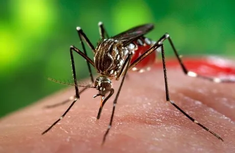 Țânțar în apropierea pielii umane, simbolizând riscurile virusului West Nile.