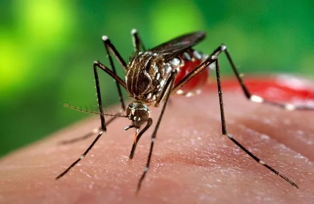 Țânțar în apropierea pielii umane, simbolizând riscurile virusului West Nile.