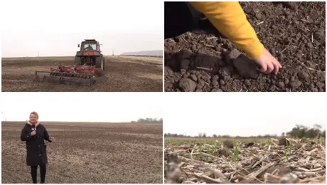 Culturile de rapiță din Dolj afectate de secetă și costuri crescute pentru fermieri.