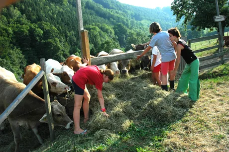 Tineri îngrijind vacile pe o fermă din Austria.