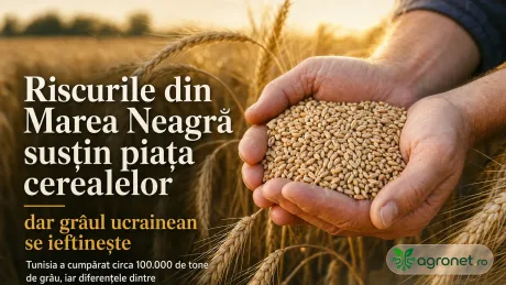 Grâu ucrainean în câmp, cu riscuri logistice în Marea Neagră.