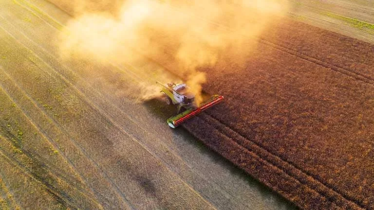 Recoltarea rapiței pe câmp, cu un tractor și nori de praf.