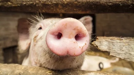 Porc cu botul umed, surprins în fermă, simbol al creșterii economice.