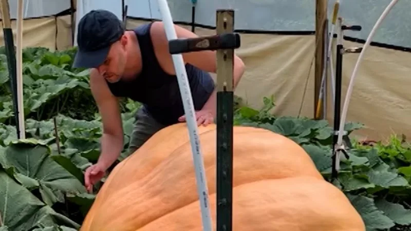 Cultivatorul îngrijind un dovleac uriaș în grădina sa.