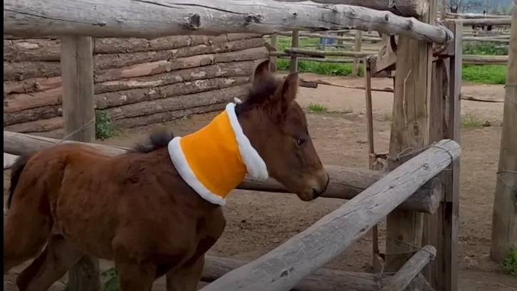 Mânzul clonat, o realizare importantă pentru cercetarea ecvină din Chile.