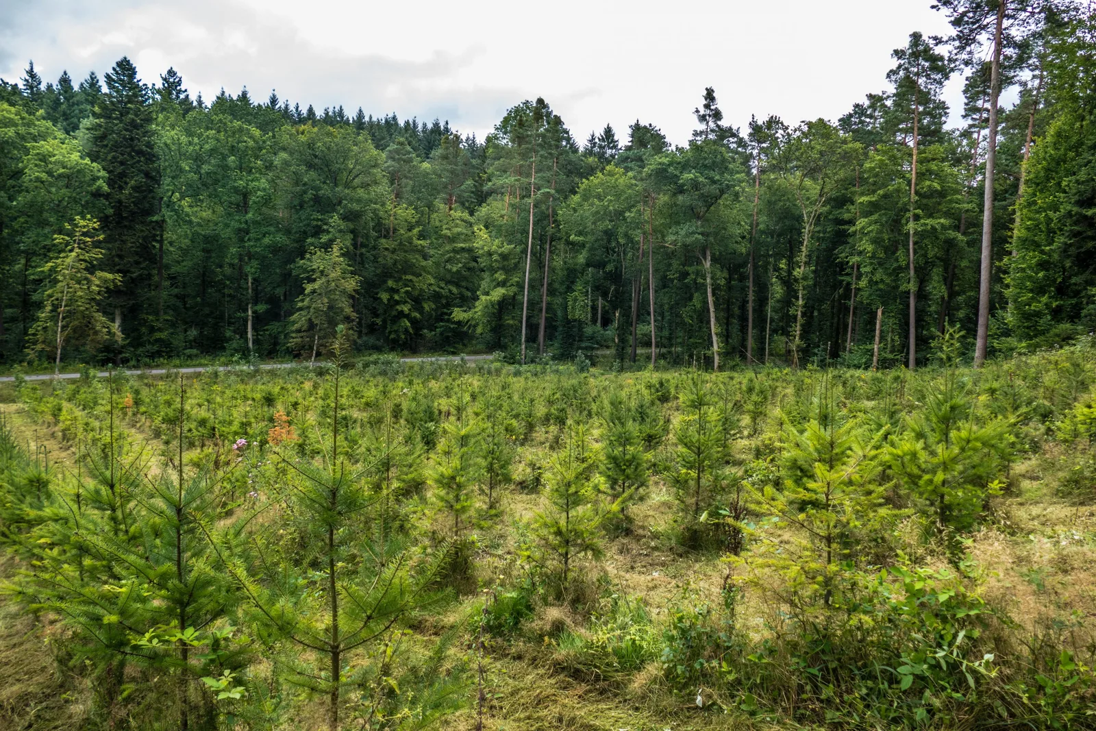 Pădure tânără în proces de dezvoltare, cu puieți plantați recent.