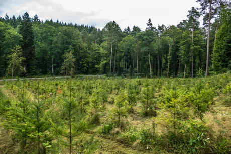 Pădure tânără în proces de dezvoltare, cu puieți plantați recent.