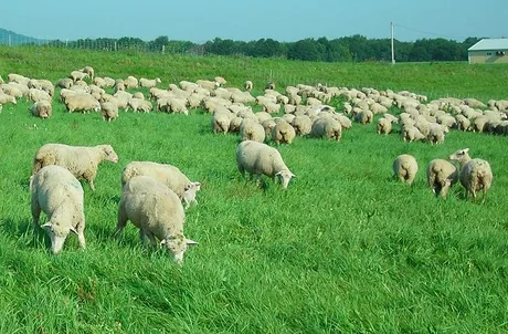 Ovine pășunând pe un câmp verde, sub un cer senin.