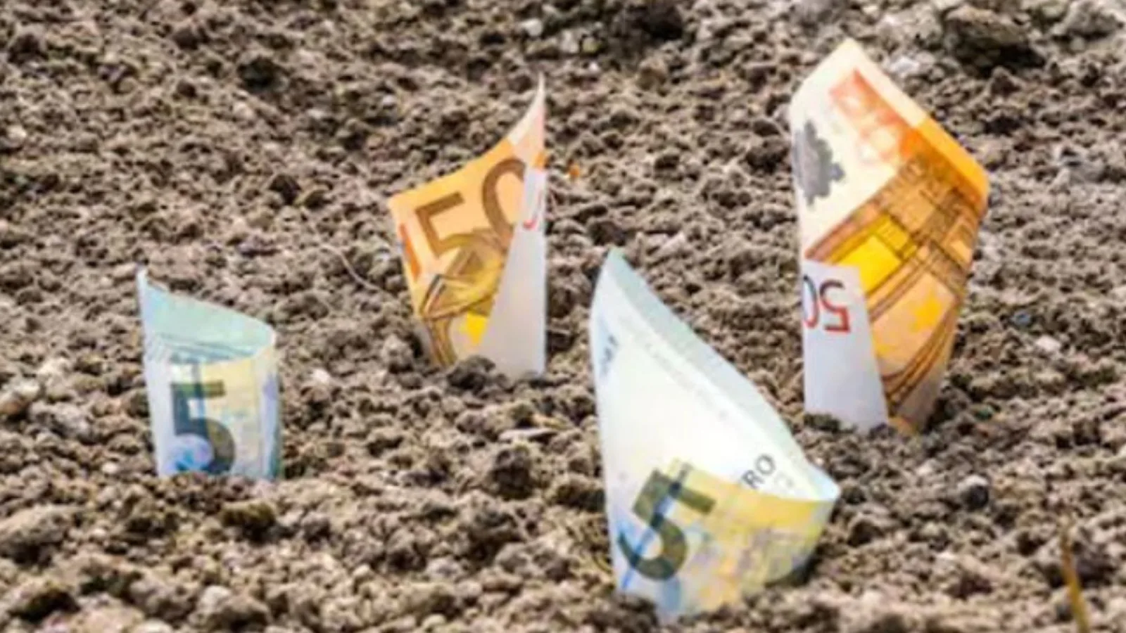Bancnote de euro înfipte în pământ, simbolizând fonduri agricole.