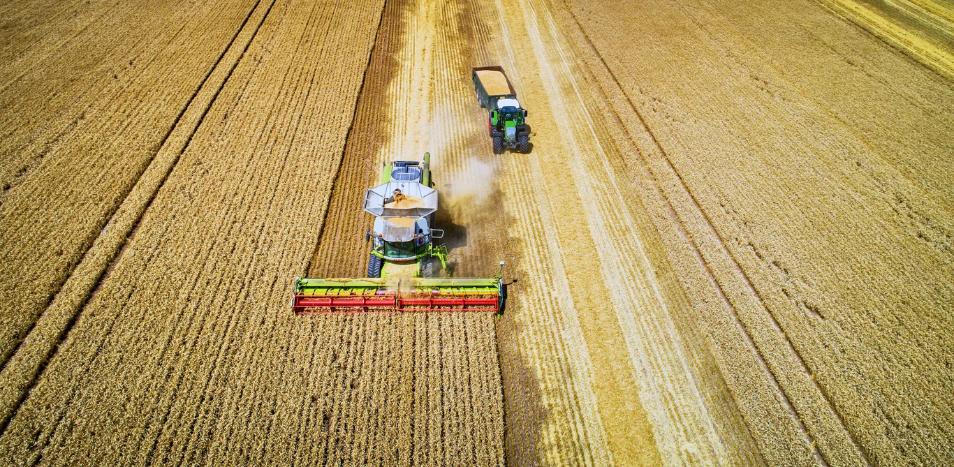 Peisaj agricol cu utilaje care recoltează cereale pe câmpuri aurii.
