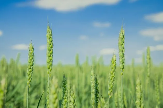 Spicuri de grâu verde sub un cer senin, simbolizând producția agricolă.
