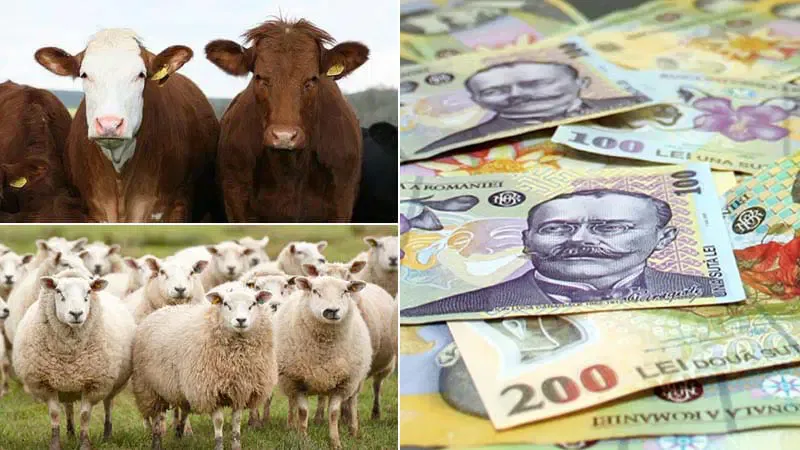 Animale de fermă și bancnote românești, simboluri ale agriculturii.