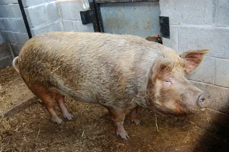 Porc vietnamez în grajd, pregătit pentru viața de companie.