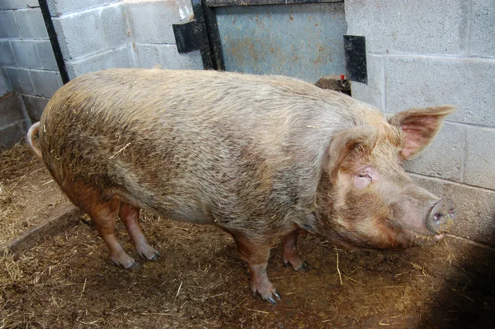 Porc vietnamez în grajd, pregătit pentru viața de companie.