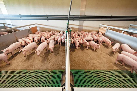 Porci crescuți în gospodării, parte din strategia de biosecuritate.