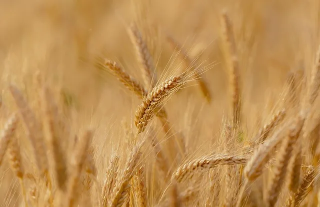 Spicuri de grâu aurii în câmp, simbol al recoltei bogate.