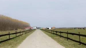 Drum de acces către ferma din Odoreu, cu peisaj rural și clădiri agricole.