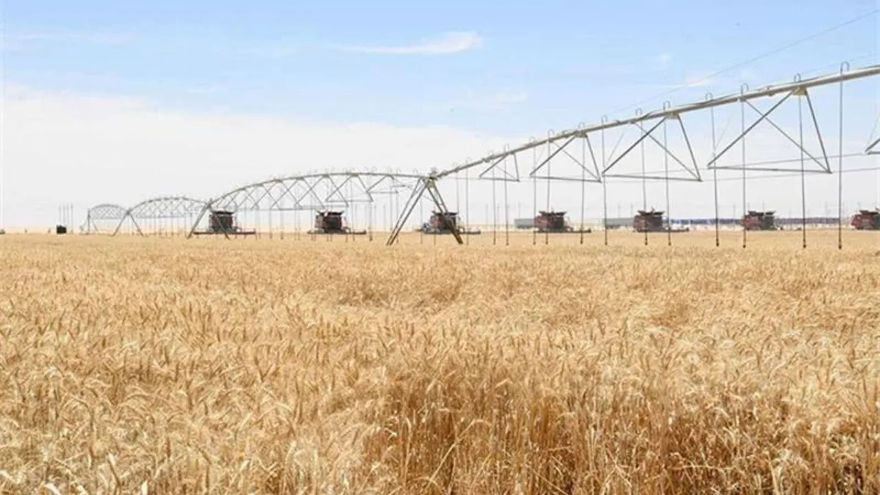 Câmp de grâu irigat în deșert, parte a proiectului agricol din Egipt.