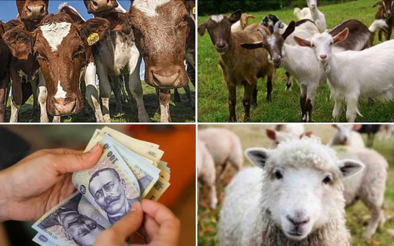 Animale de fermă și bani, simbolizând ajutoarele de stat pentru zootehnie.
