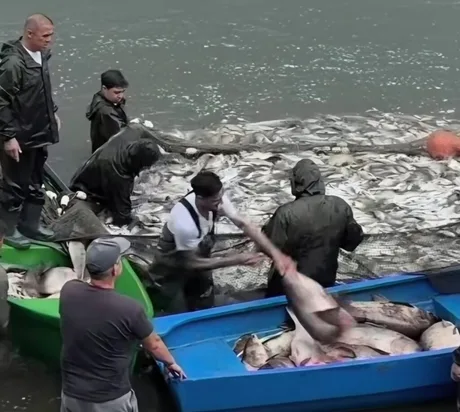 Persoane care pescuiesc pești din Lacul Herăstrău, în timpul golirii lacului.