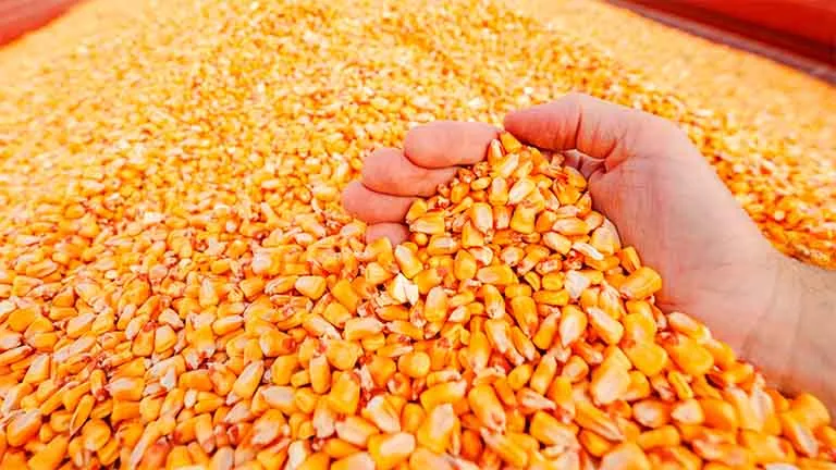 Grăunte de porumb în palmă, simbolizând producția agricolă din China.