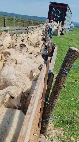 Crescători de oi așteaptă plăți restante pentru mieii livrați în 2025.