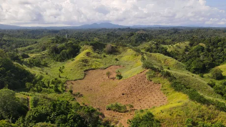 Peisaj verde cu teren agricol și arbori în Sulawesi.