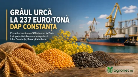 Grâul de panificație a crescut, dar prețurile variază în funcție de regiune.
