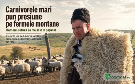 Fermier cu blană de oaie, pășunat cu turmă în peisaj montan.